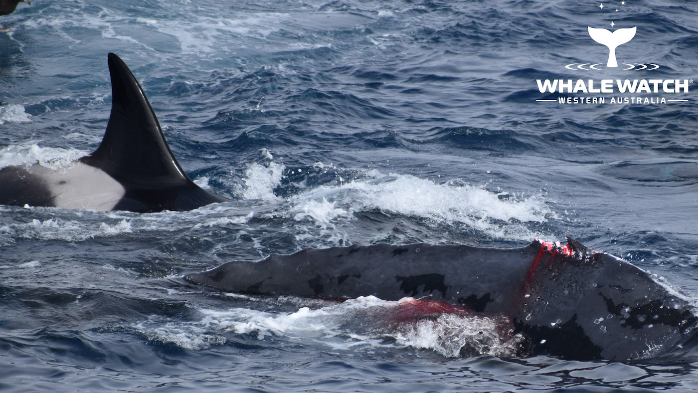 baleine bosse combat orques nageoire dorsale