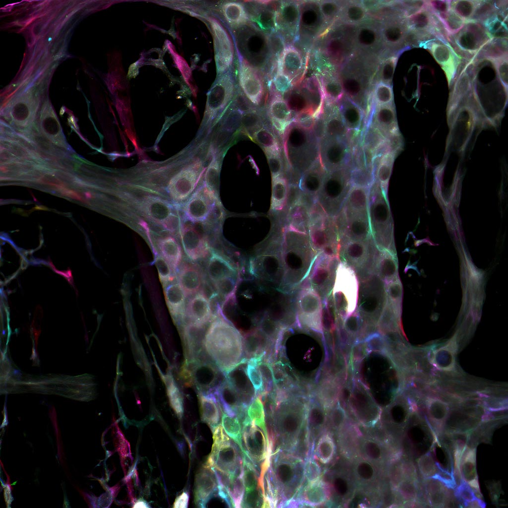 cellules gliales intestins portes logiques