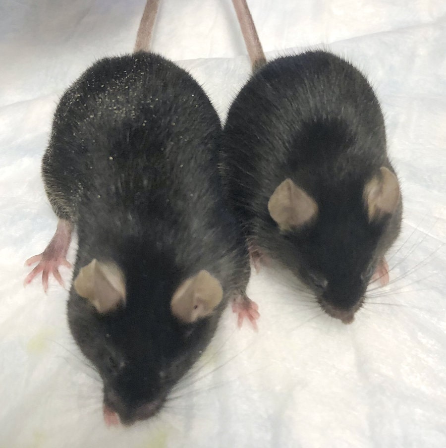 comparaison souris modifiee souris normale