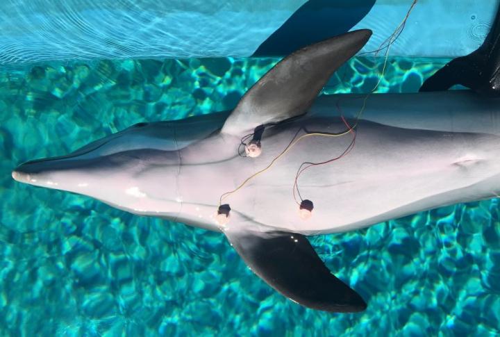 dauphin ventouses ecg rythme cardiaque