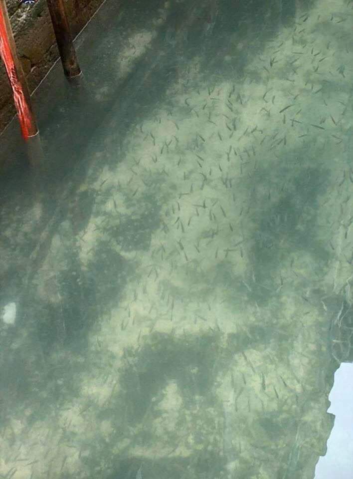 eau propre venise quarantaine