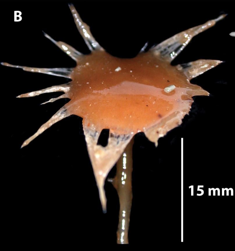 eponge marine carnivore abyssocladia oxyaster