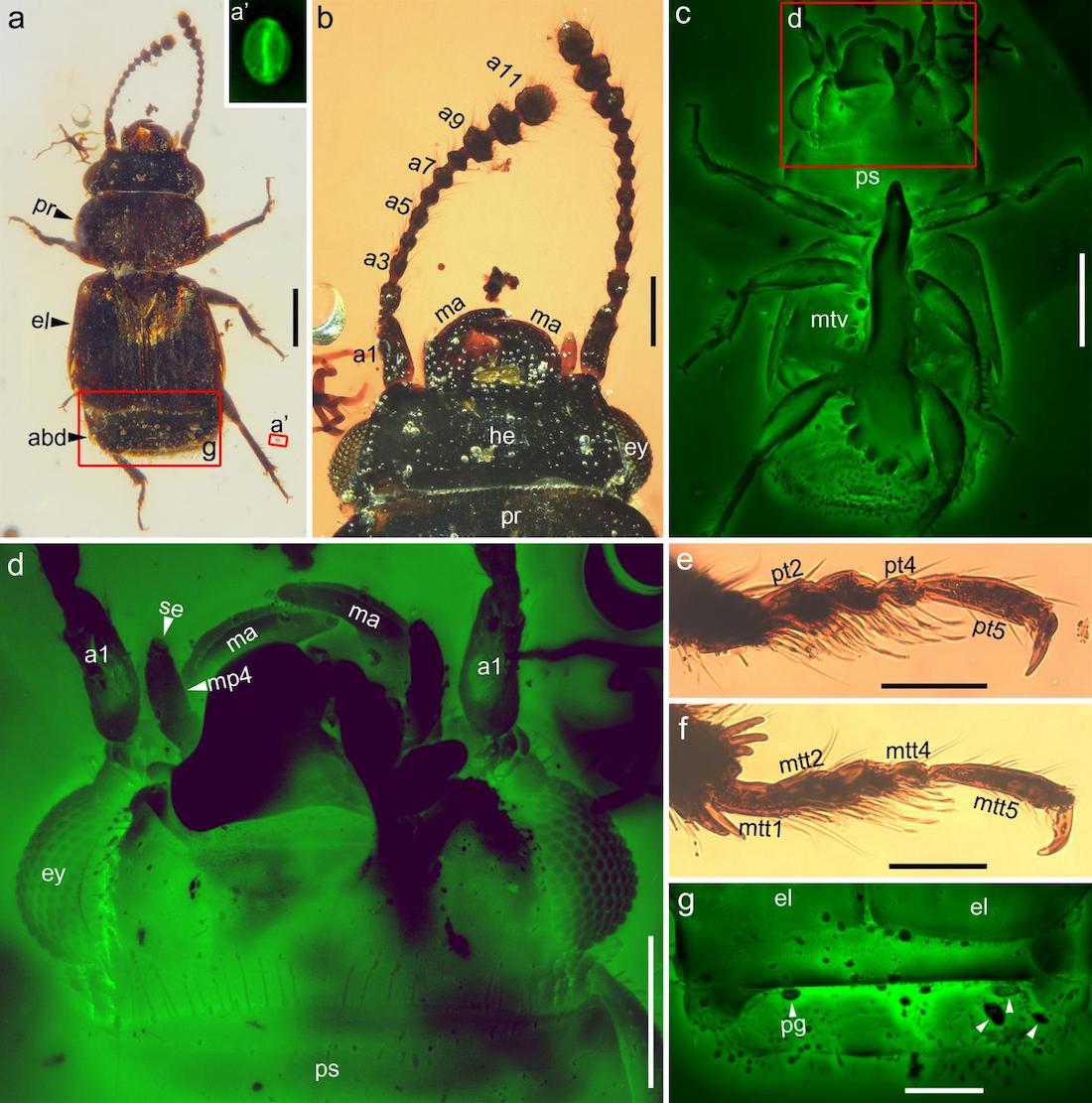 pelretes vivificus cretace moyen dans ambre