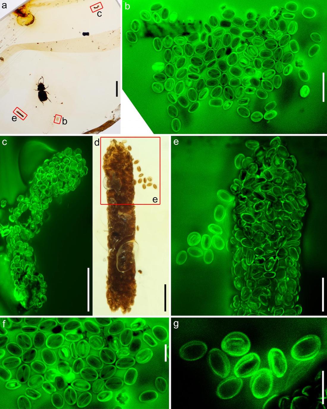pollen eudicots coprolithes pelretes vivificus