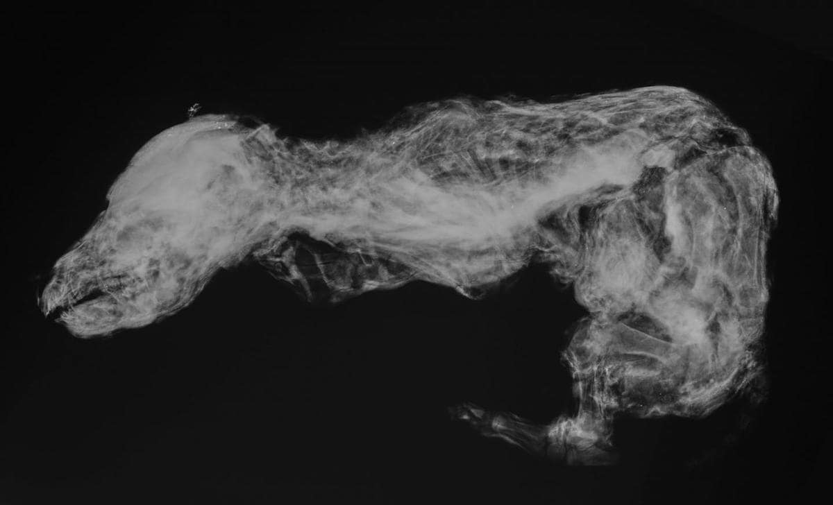 radiographie louveteau 57000 ans canada
