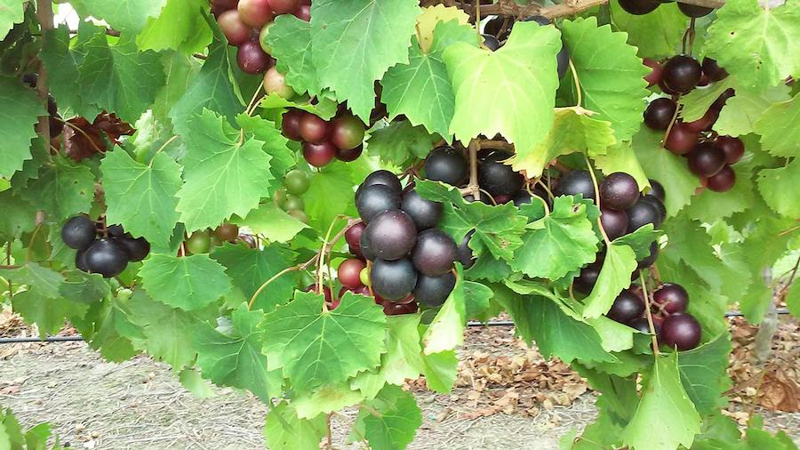 raisin muscadine composes anti sars-cov-2