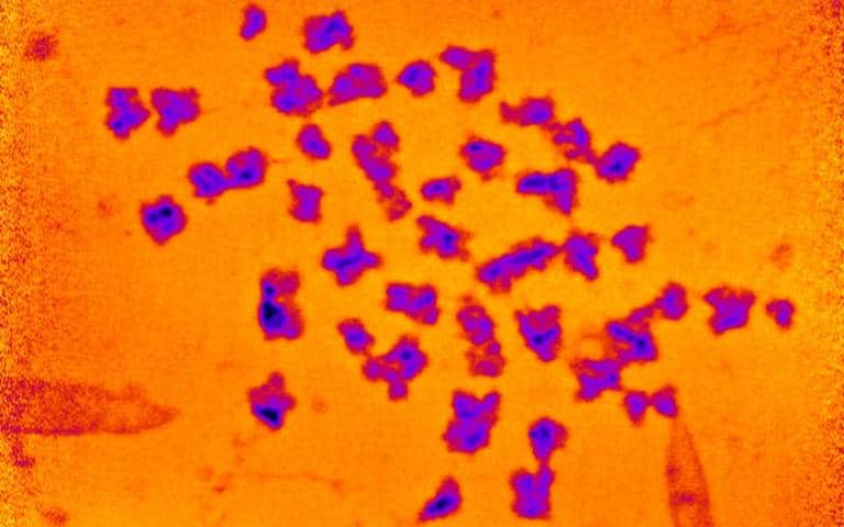 repartition 46 chromosomes fausses couleurs
