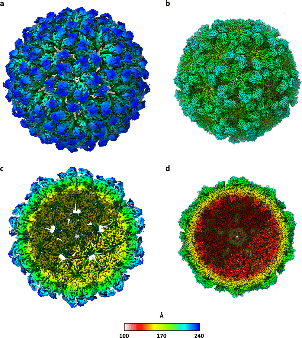 vues coupe completes procapside capside virus