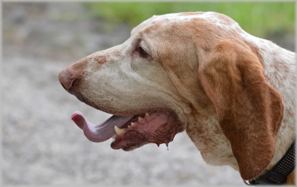 Le puissant odorat des chiens les aide à percevoir le monde qui les entoure