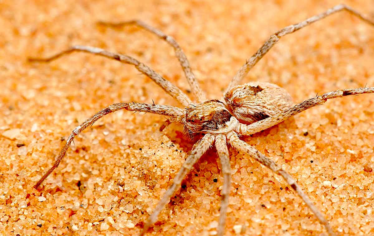 Ces araignées ligotent les femelles avant l'accouplement pour éviter d'être dévorées