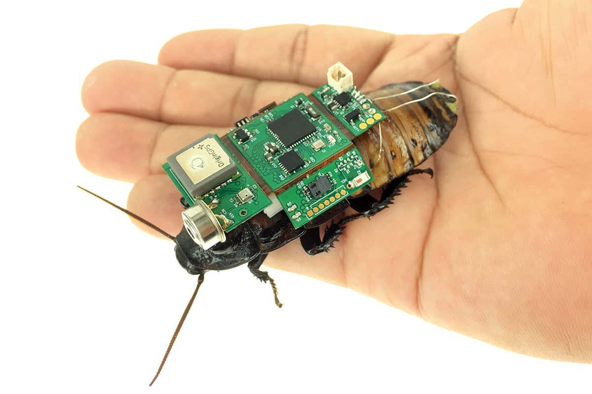 Ce cafard cyborg avec caméra peut être dirigé à distance