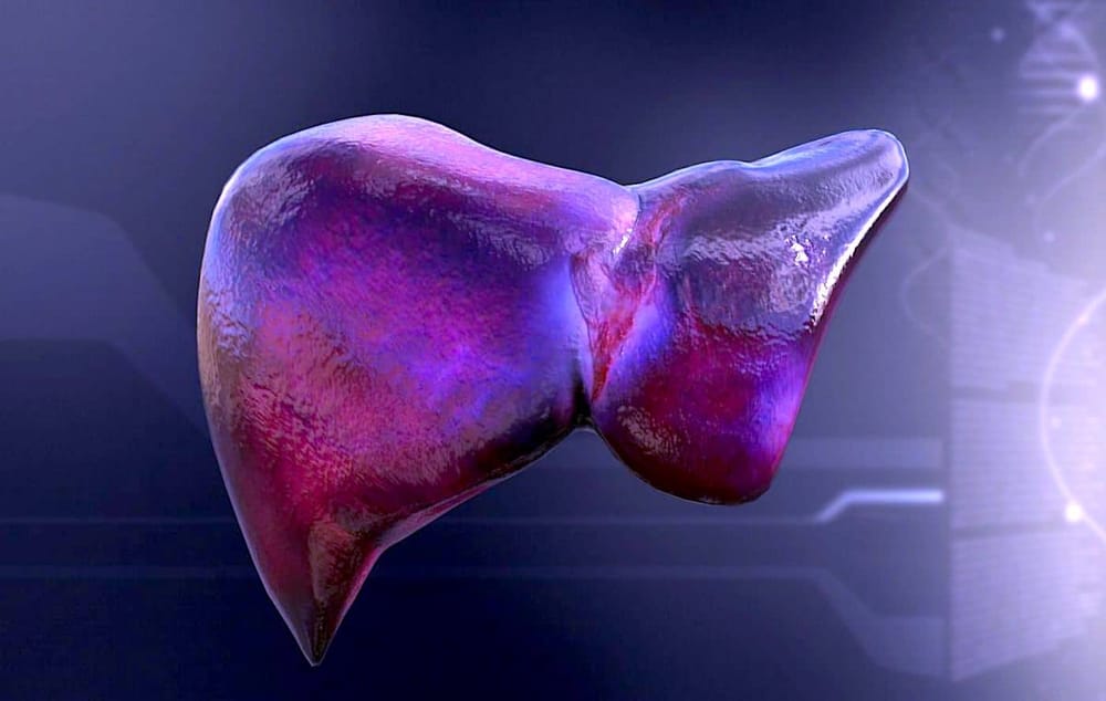 Des chercheurs parviennent à produire des organes transplantables en laboratoire