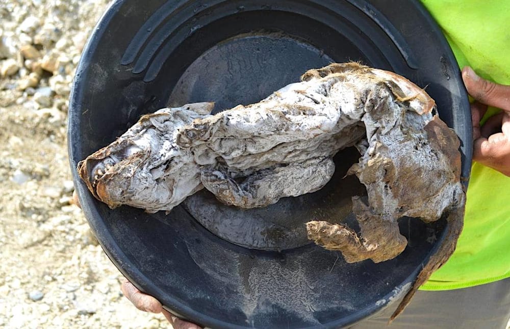 Un louveteau de 57'000 ans incroyablement bien préservé dans le pergélisol canadien livre ses secrets