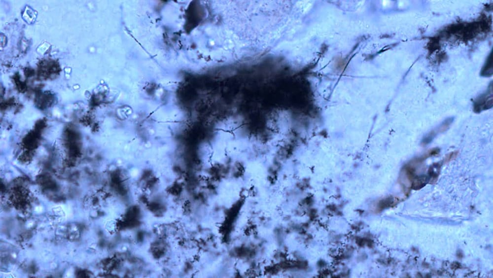 Des filaments fossiles vieux de 3,42 milliards d'années pourraient être les plus anciennes archéobactéries connues