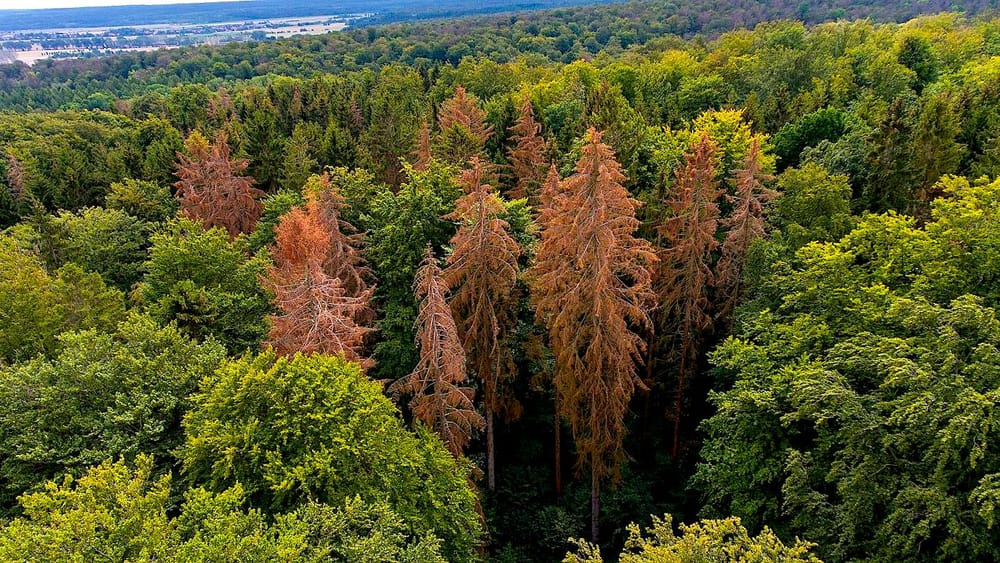Forêts : la mortalité des arbres augmente en Europe en raison du changement climatique