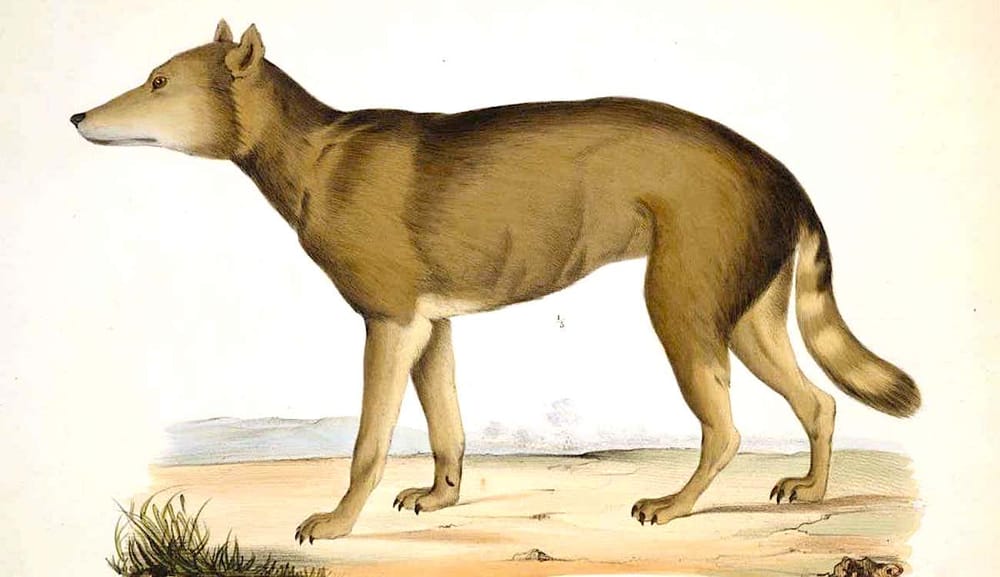 Le plus proche parent sauvage connu du chien serait le "loup japonais", aujourd'hui disparu