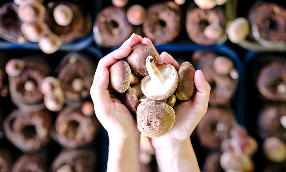Manger deux champignons par jour réduirait de près de moitié le risque de cancer