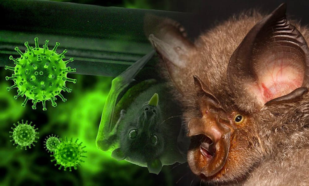 Le plus proche parent connu du SARS-CoV-2 identifié chez des chauves-souris du Laos