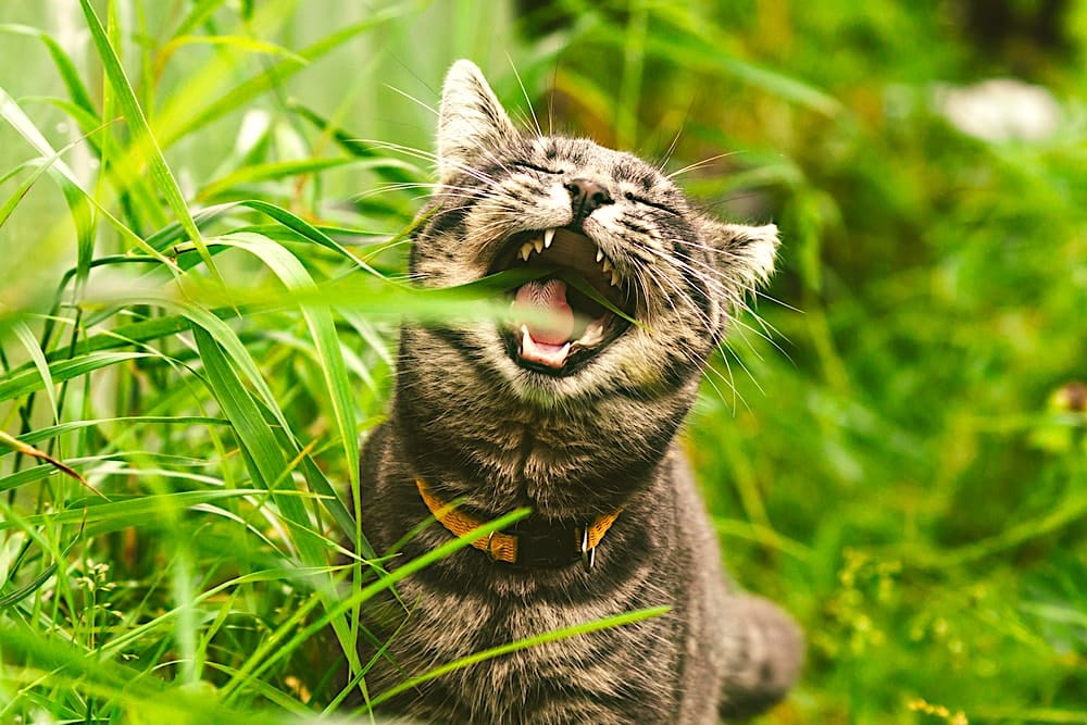 Pourquoi les chats mangent-ils de l'herbe ? Un mystère peut-être enfin résolu !