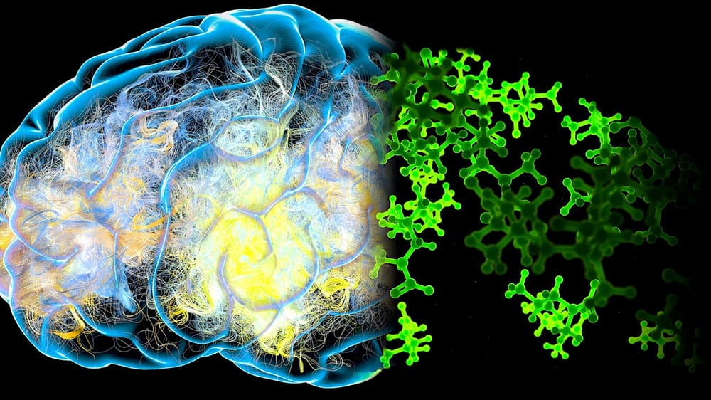Un régime à base d'acides aminés essentiels permettrait de prévenir la démence