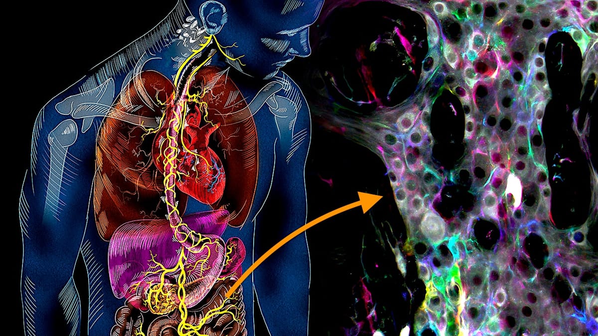 Découverte de nouveaux mécanismes intestinaux autonomes : une nouvelle piste pour traiter l'intestin irritable