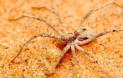 Ces araignées ligotent les femelles avant l'accouplement pour éviter d'être dévorées