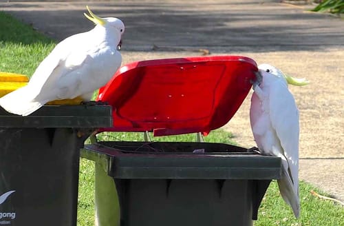 En Australie, les cacatoès découvrent comment ouvrir les poubelles en se copiant les uns les autres