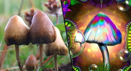 Un homme s'injecte des champignons hallucinogènes : il se retrouve à l'hôpital avec une défaillance d'organes