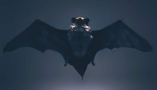 Les chauves-souris connaissent la vitesse du son dès la naissance