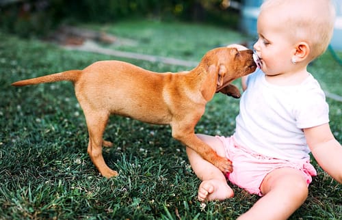 Les chiens seraient génétiquement programmés pour socialiser avec les humains dès leur naissance