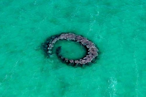 Des dauphins filmés en train de piéger des poissons dans des anneaux de boue