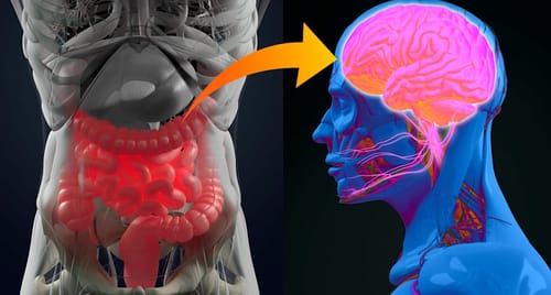 La dépression, les troubles bipolaires et la schizophrénie partagent des similitudes au niveau des bactéries intestinales
