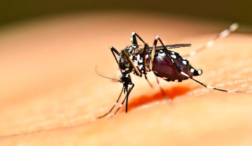 Une expérience génétique sur des moustiques visant à freiner leur reproduction vire presque au drame