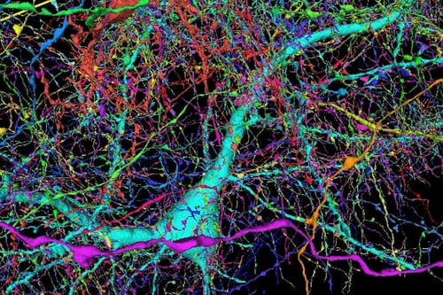 Google a cartographié un échantillon de cerveau humain comme jamais auparavant