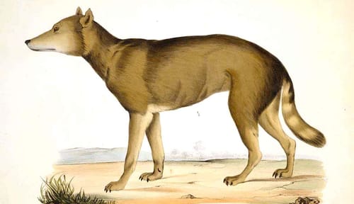 Le plus proche parent sauvage connu du chien serait le "loup japonais", aujourd'hui disparu