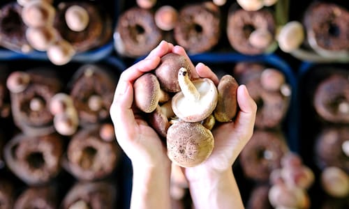 Manger deux champignons par jour réduirait de près de moitié le risque de cancer