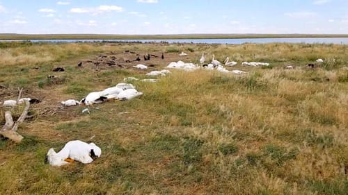 Plus de 11'000 oiseaux sont tombés du ciel dans le Montana. Une véritable hécatombe...