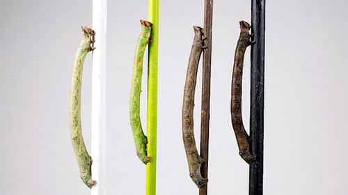 Ces chenilles peuvent se camoufler, même les yeux bandés