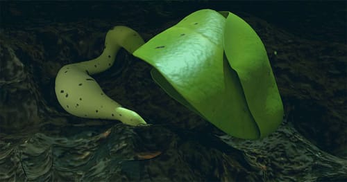 De nouvelles informations concernant la toute première plante lunaire, née dans le cadre de la mission chinoise Chang'e 4