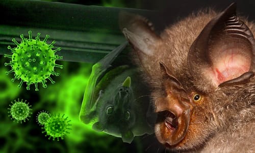 Le plus proche parent connu du SARS-CoV-2 identifié chez des chauves-souris du Laos