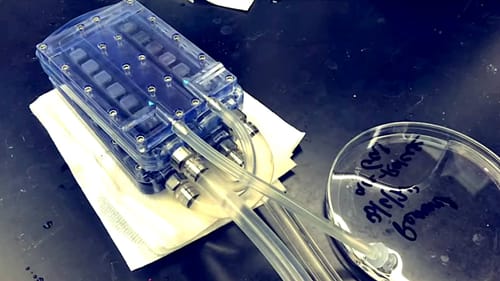 Le tout premier rein bioartificiel autonome est en phase de test