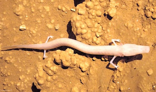 Une salamandre des grottes paresseuse serait restée au même endroit durant 7 ans