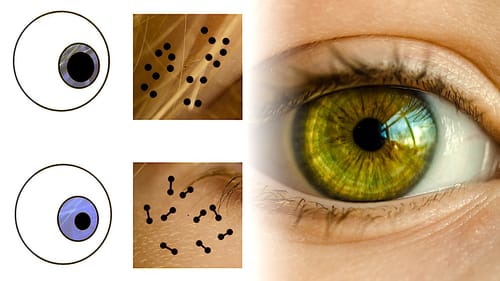 La pupille réagit aux informations numériques, et non seulement à la lumière