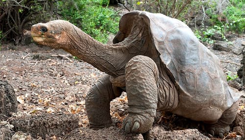 Les tortues géantes des Galápagos cacheraient l'une des clés de la résistance au cancer